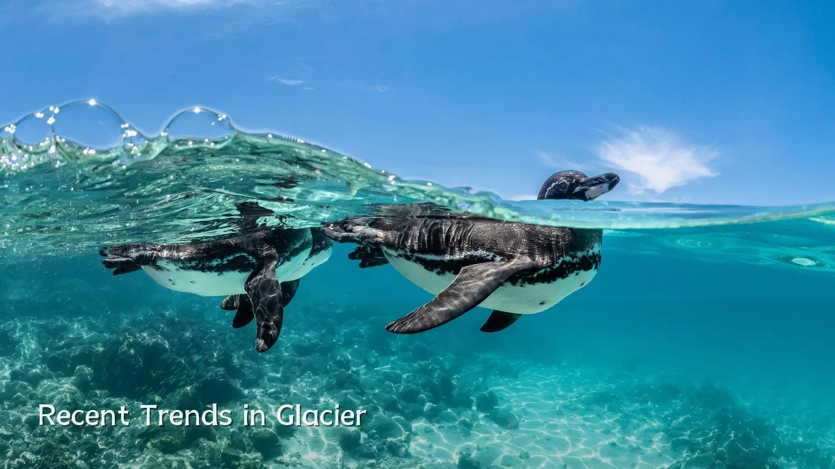 Recent Trends in Glacier